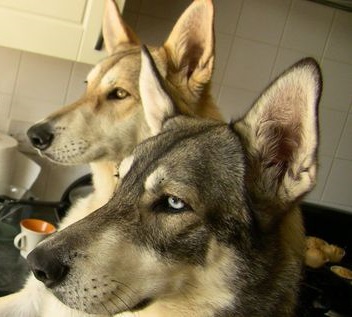 Kaba (Saarloos Hybrid) and Zuka (Inuit Wolfdog)