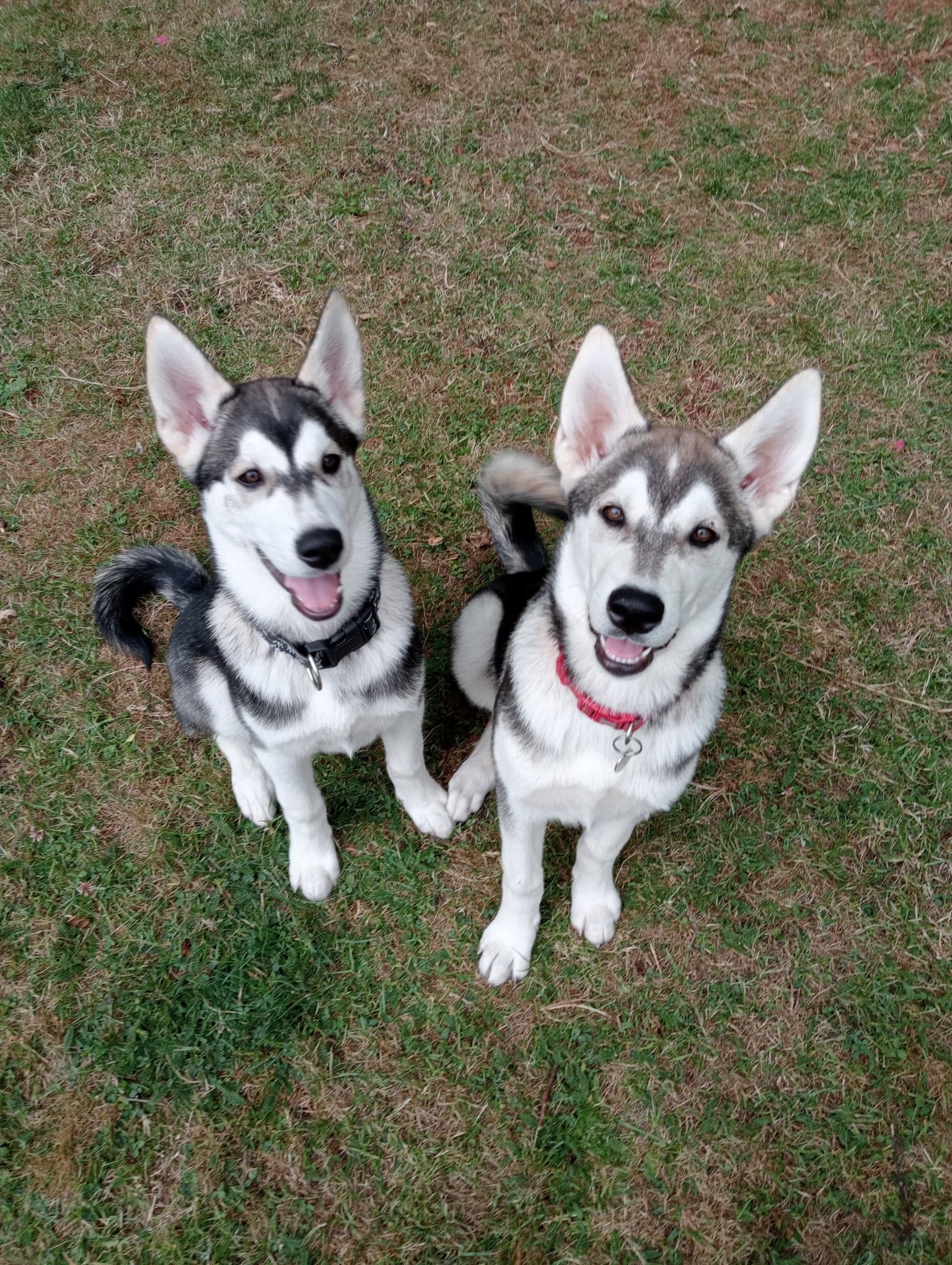 Kaba (Saarloos Hybrid) and Zuka (Inuit Wolfdog)